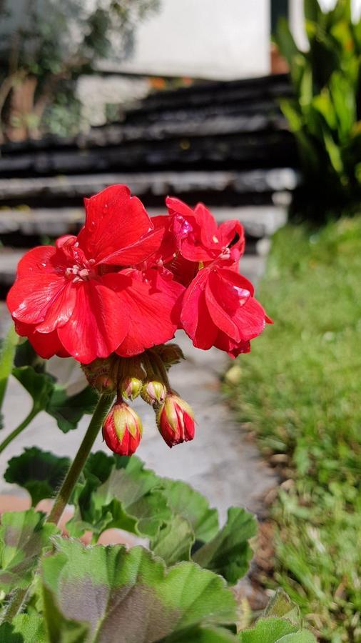 Villa Del Cigno Lecco Dış mekan fotoğraf